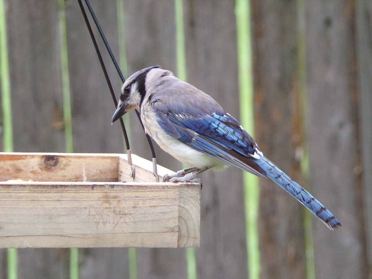Blue Jay - ML639068076