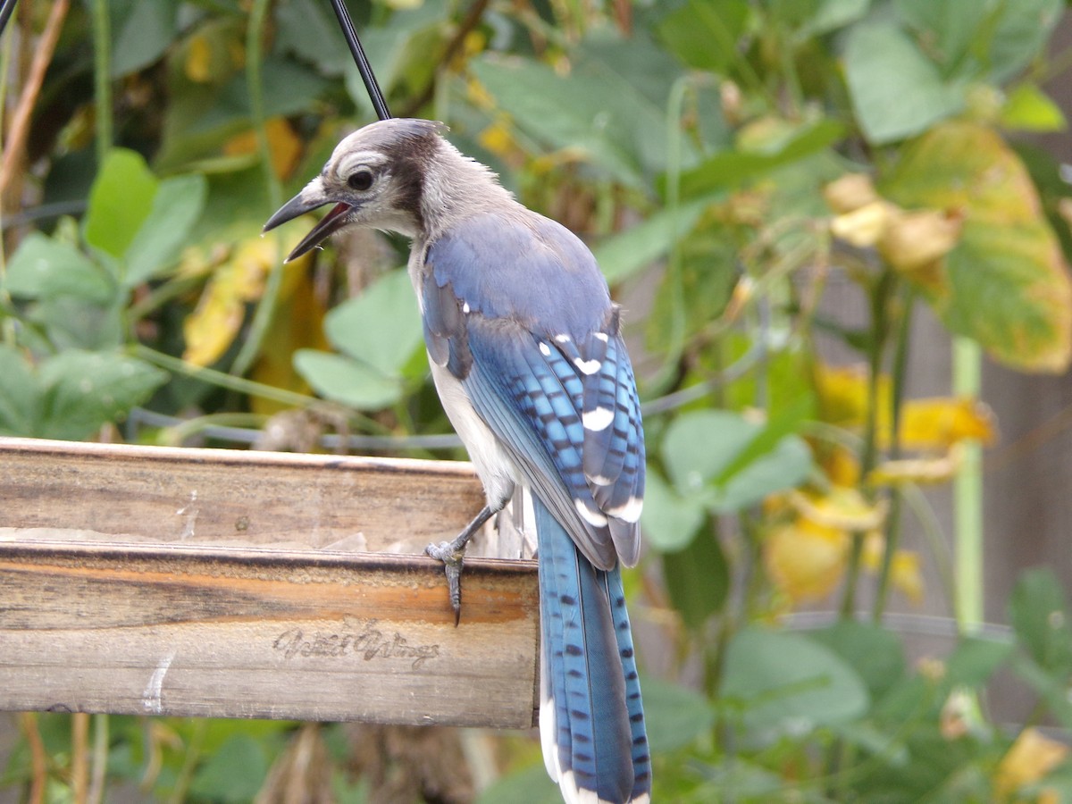 Blue Jay - ML639068078