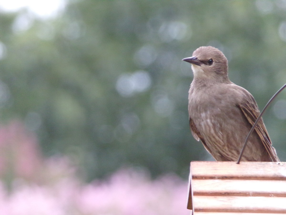 European Starling - ML639068092