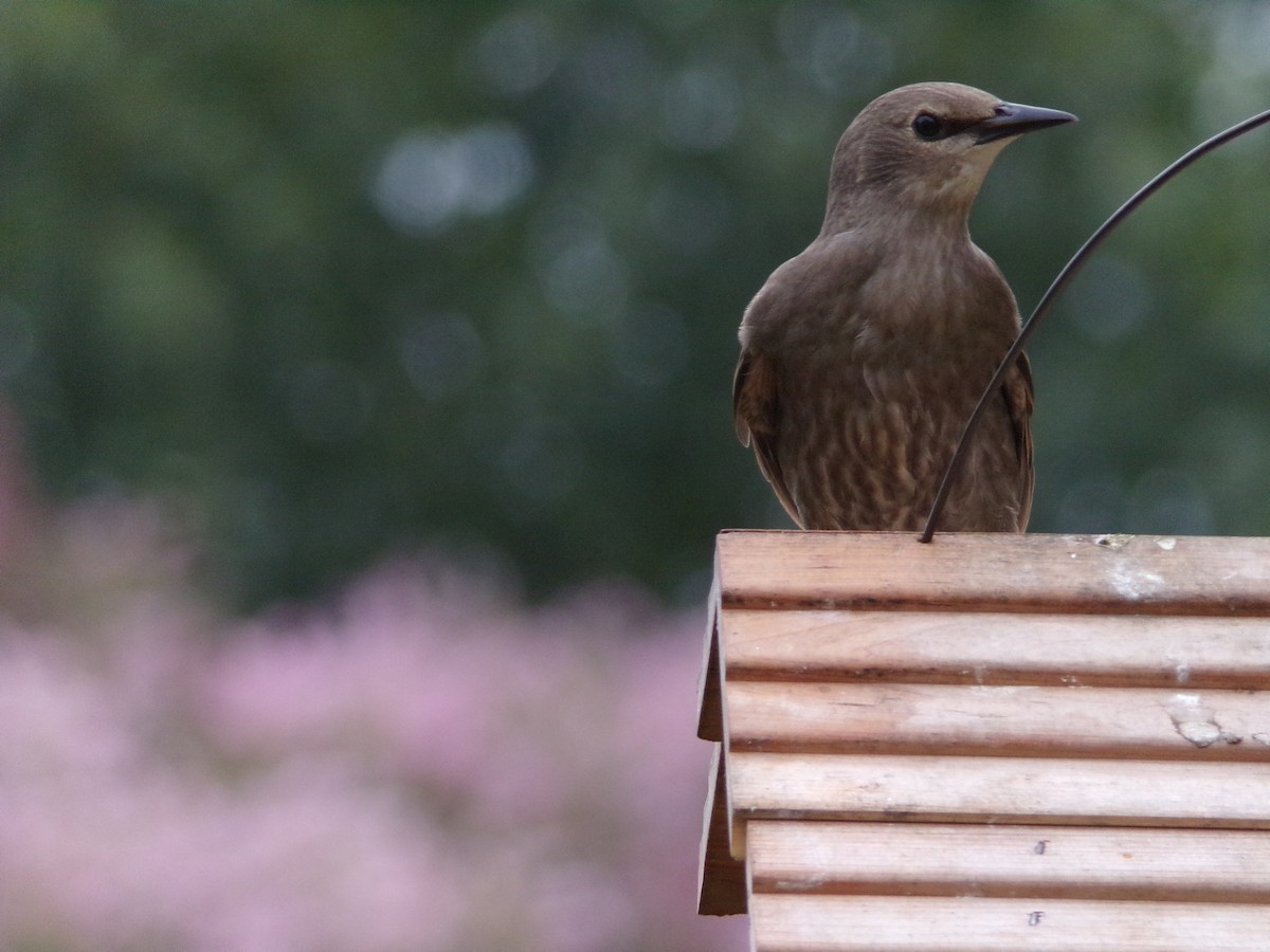 European Starling - ML639068095