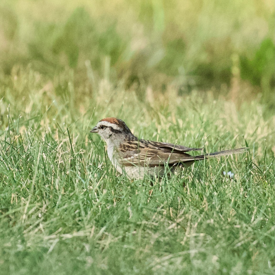 Chipping Sparrow - ML639068102