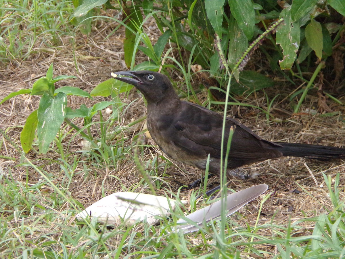 Purpurgrackel - ML639068158