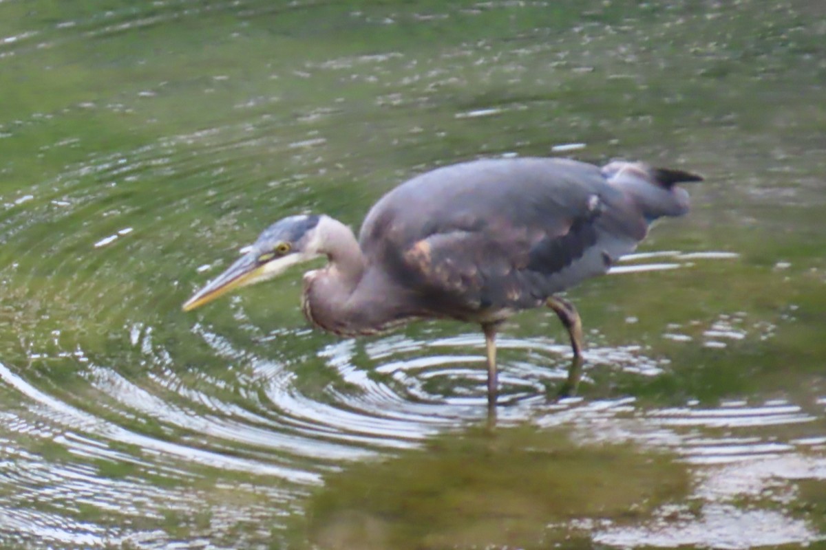 Great Blue Heron - ML639068186