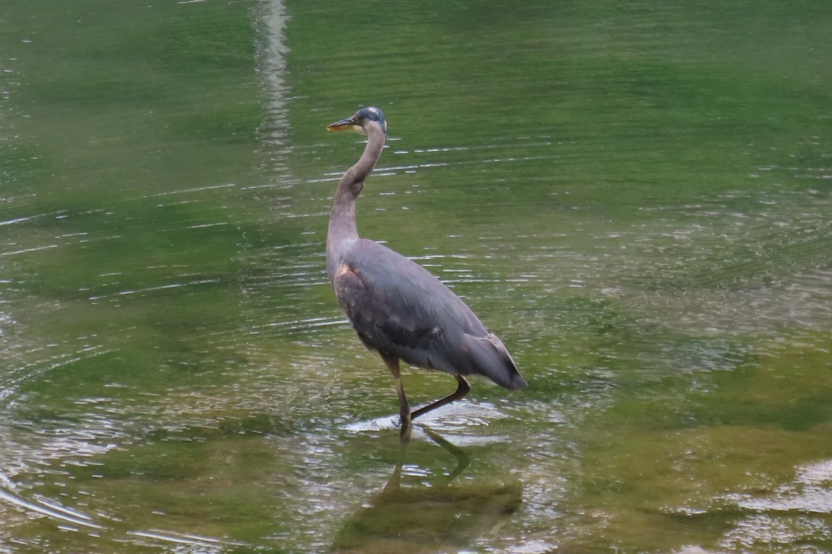 Great Blue Heron - ML639068187