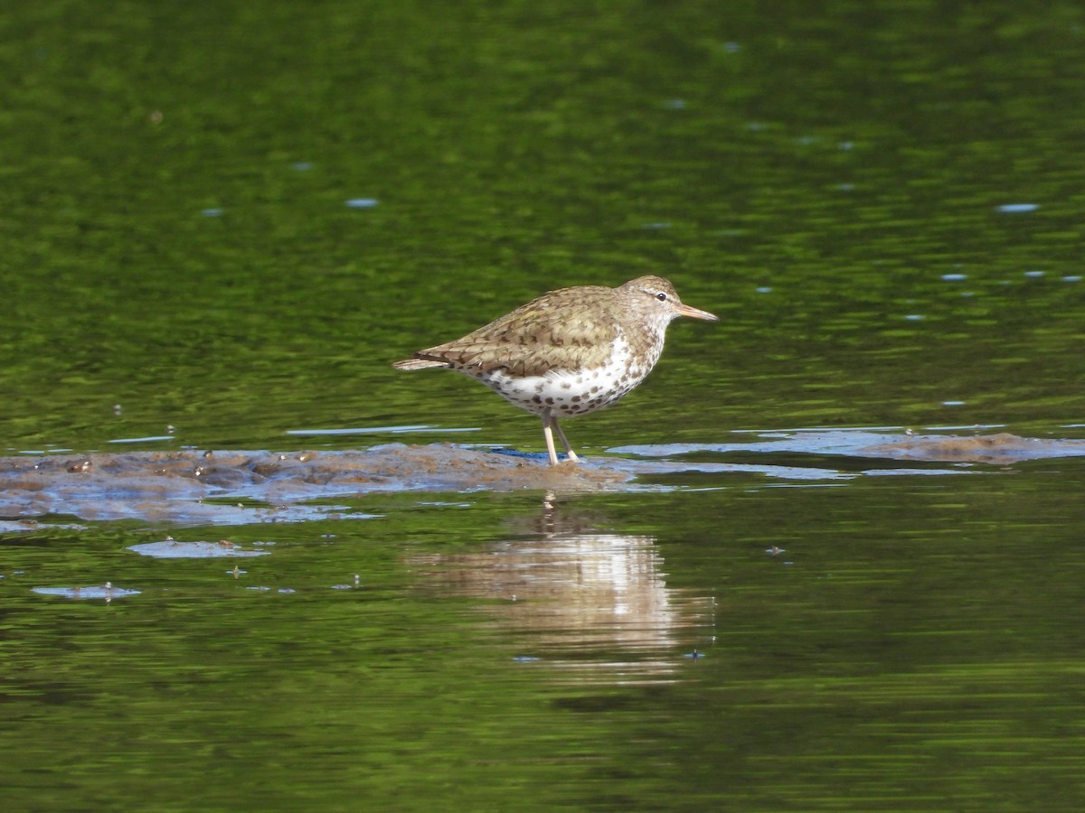 Drosseluferläufer - ML639068267