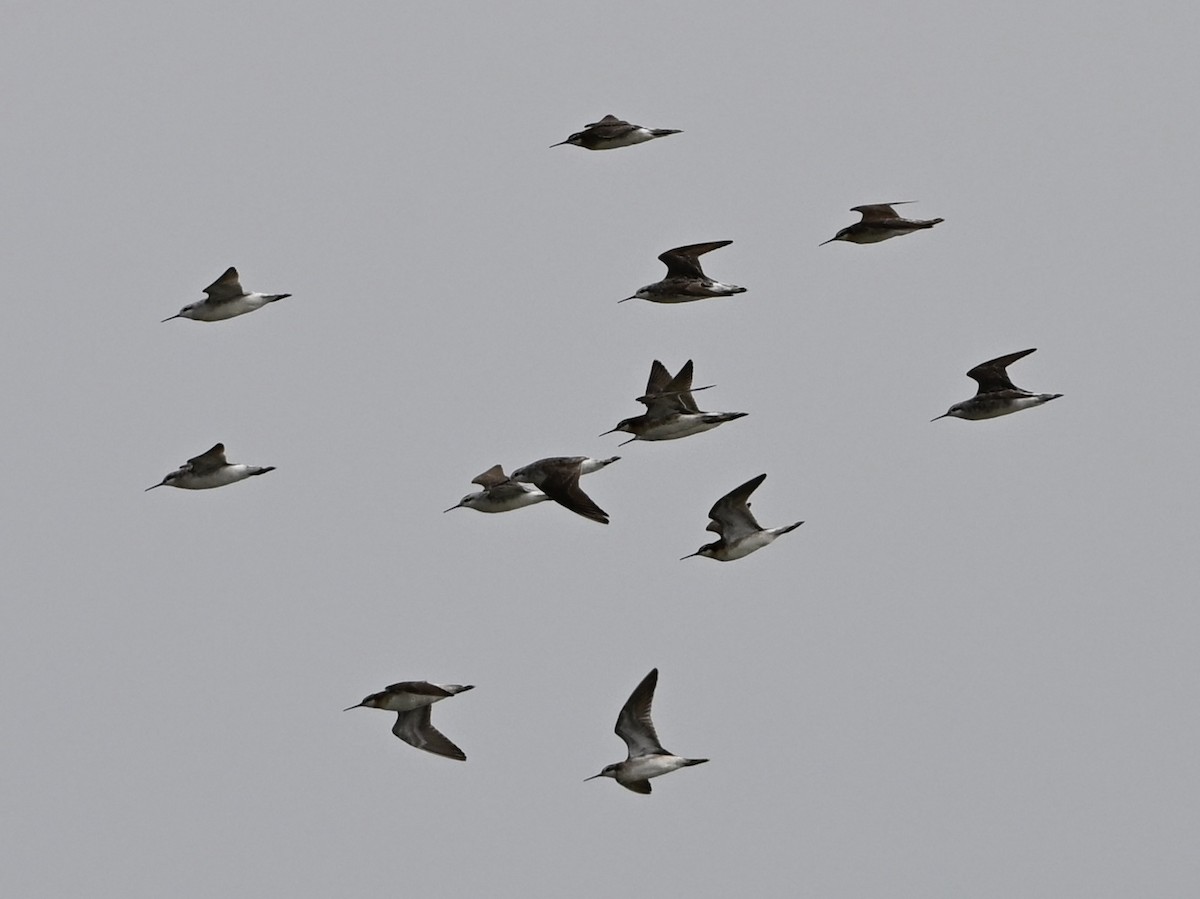 Wilson's Phalarope - ML639068274