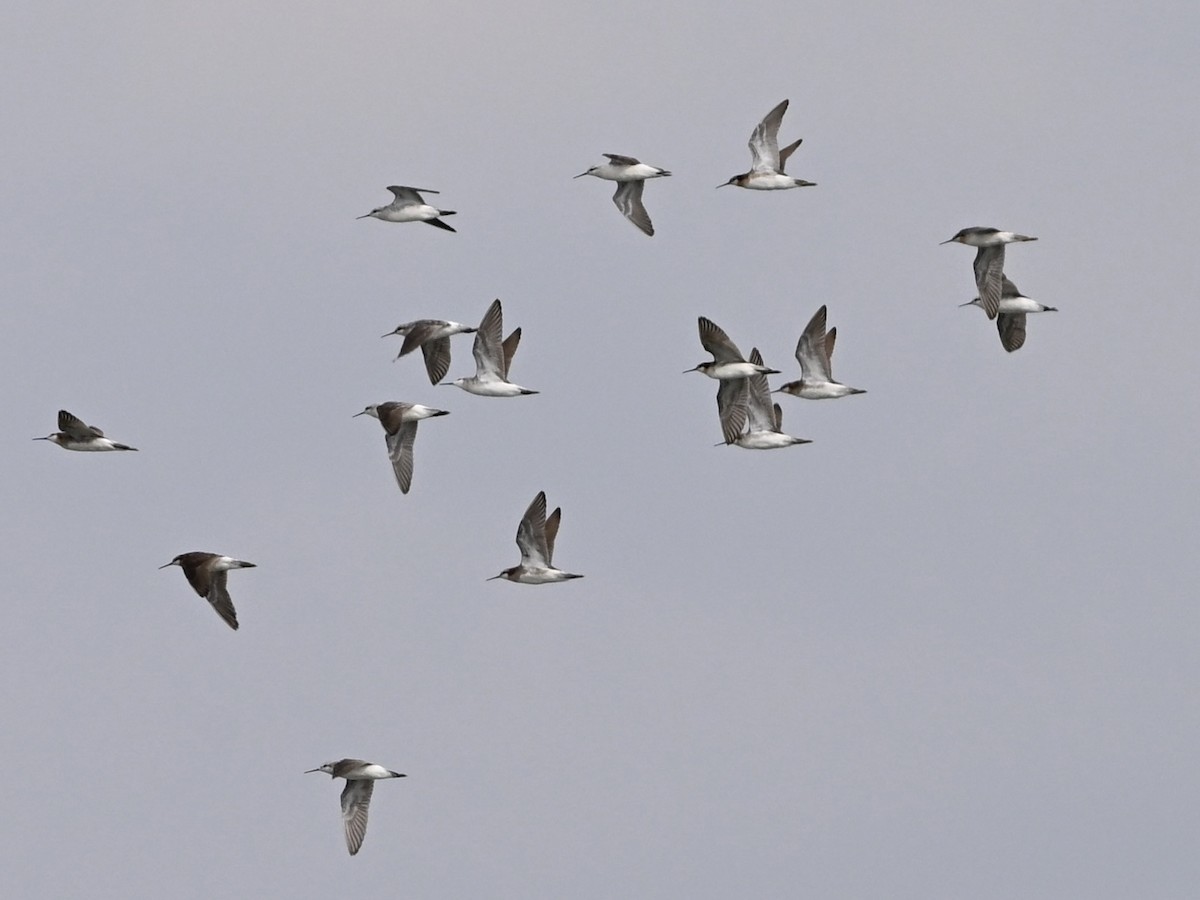 Wilson's Phalarope - ML639068275
