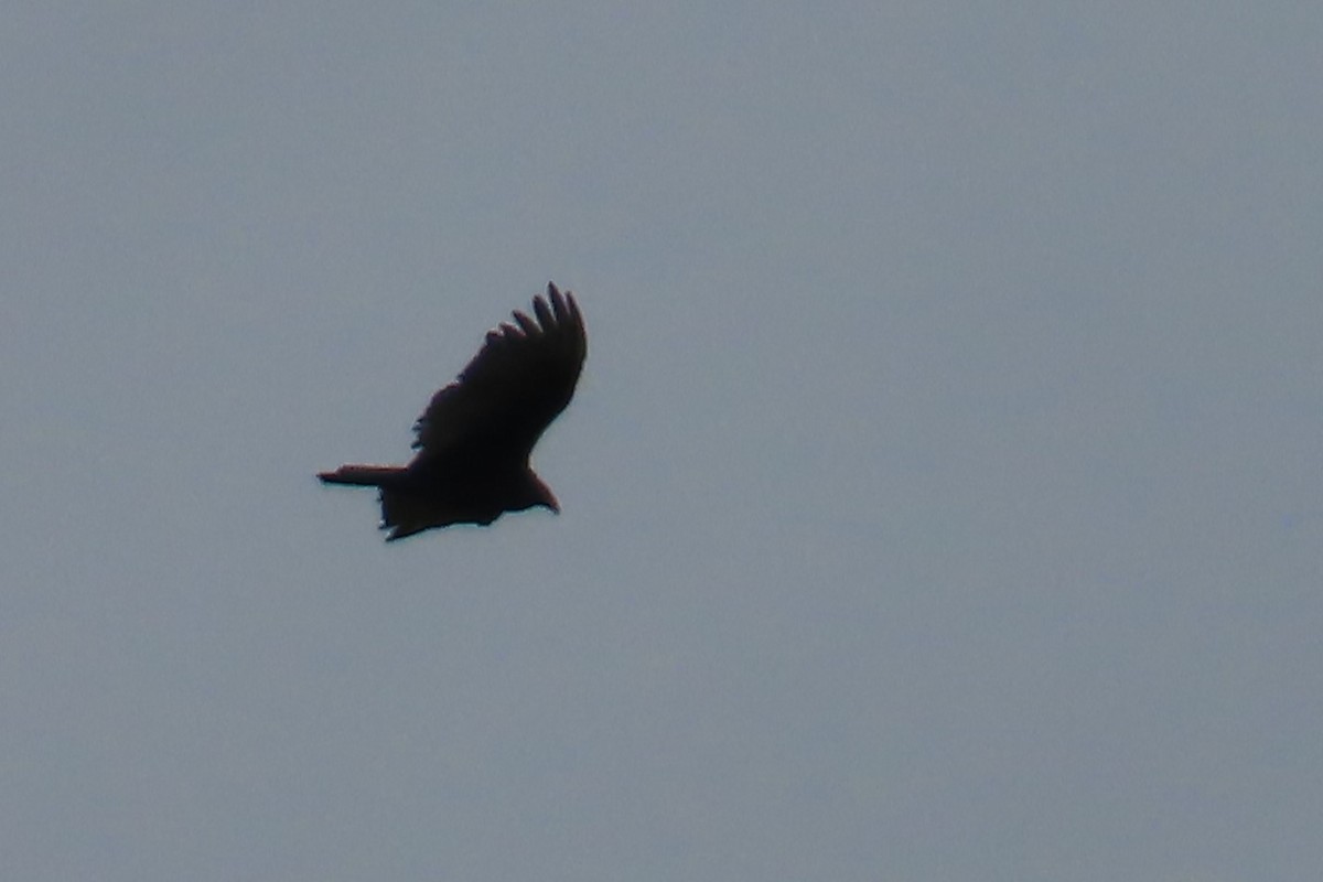 Turkey Vulture - ML639068288