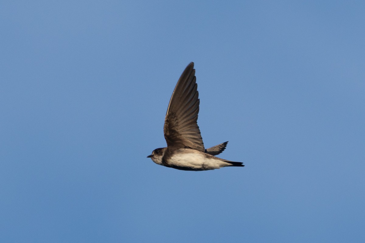Bank Swallow - ML639068291