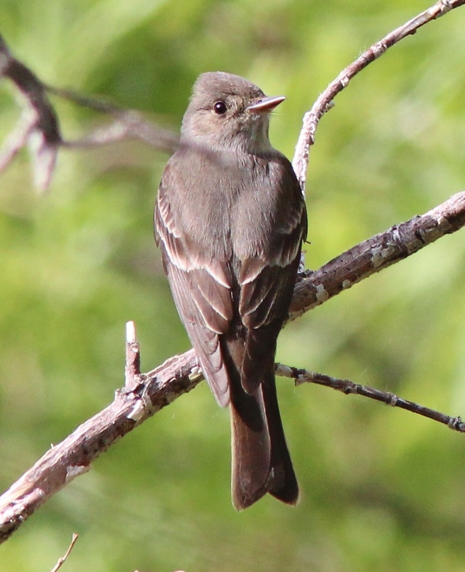 Western Wood-Pewee - ML639068292