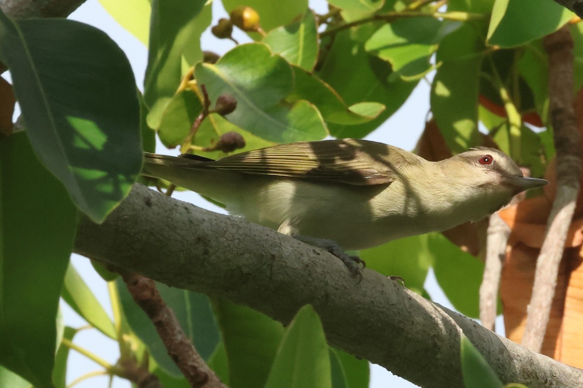 Black-whiskered Vireo - ML639068318