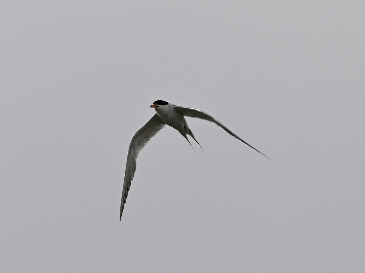 Forster's Tern - ML639068328
