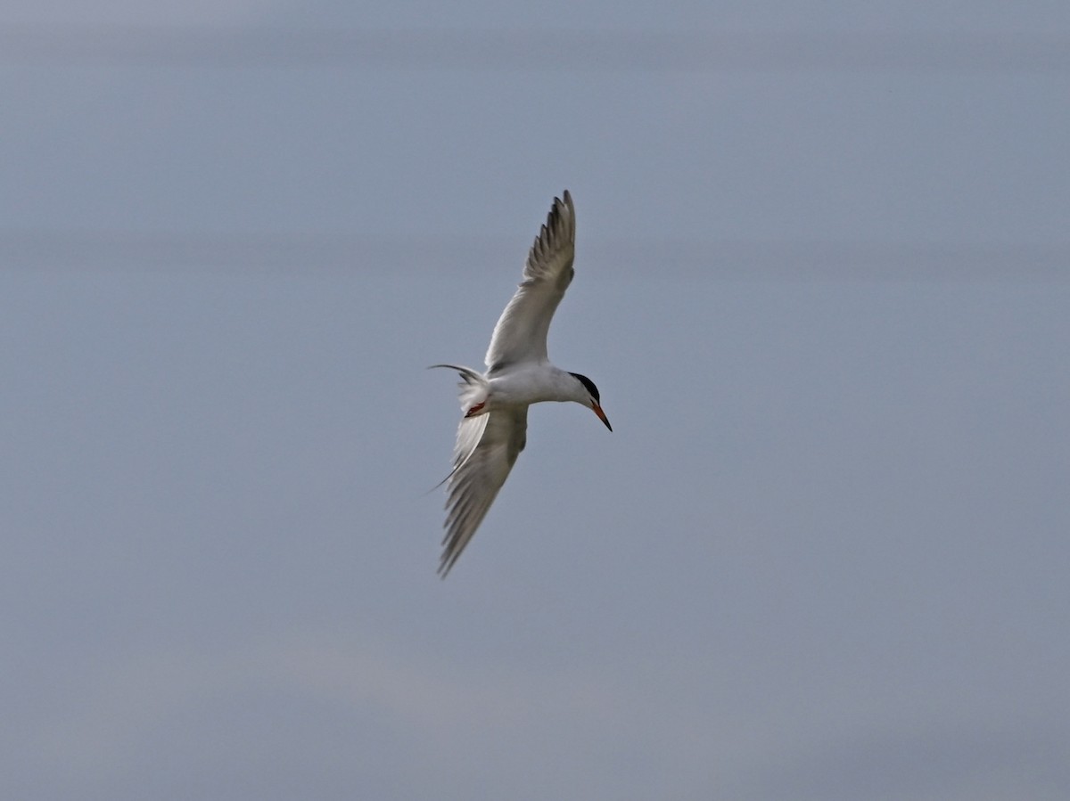 Forster's Tern - ML639068329