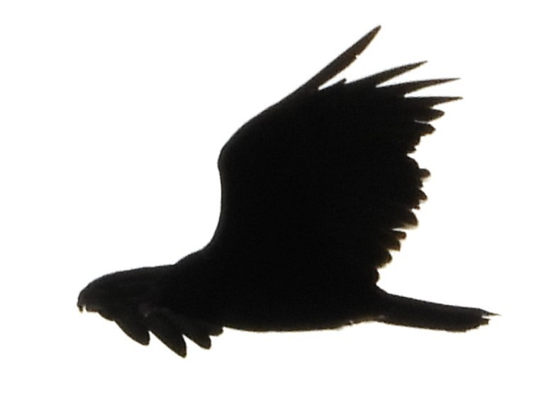 Turkey Vulture - ML639068334