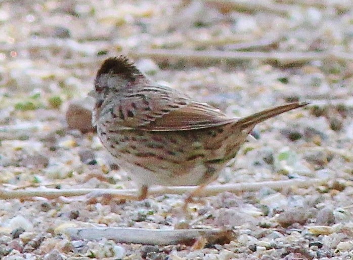Lincoln's Sparrow - ML639068337