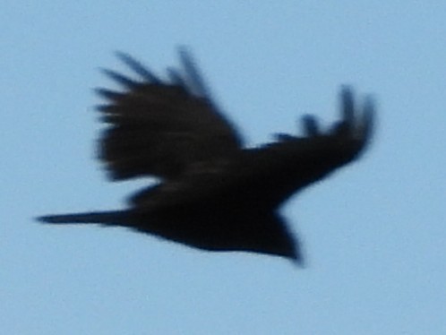 Turkey Vulture - ML639068339