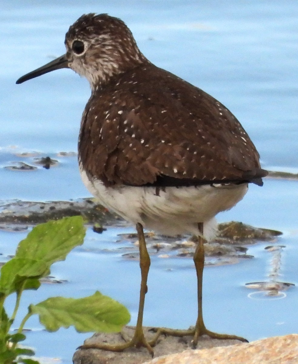 Solitary Sandpiper - ML639068373