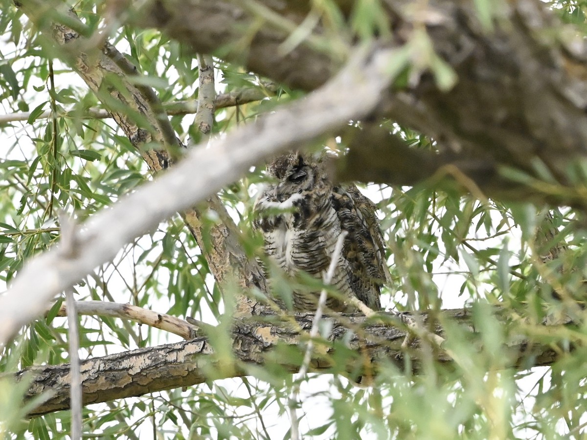 Great Horned Owl - ML639068400