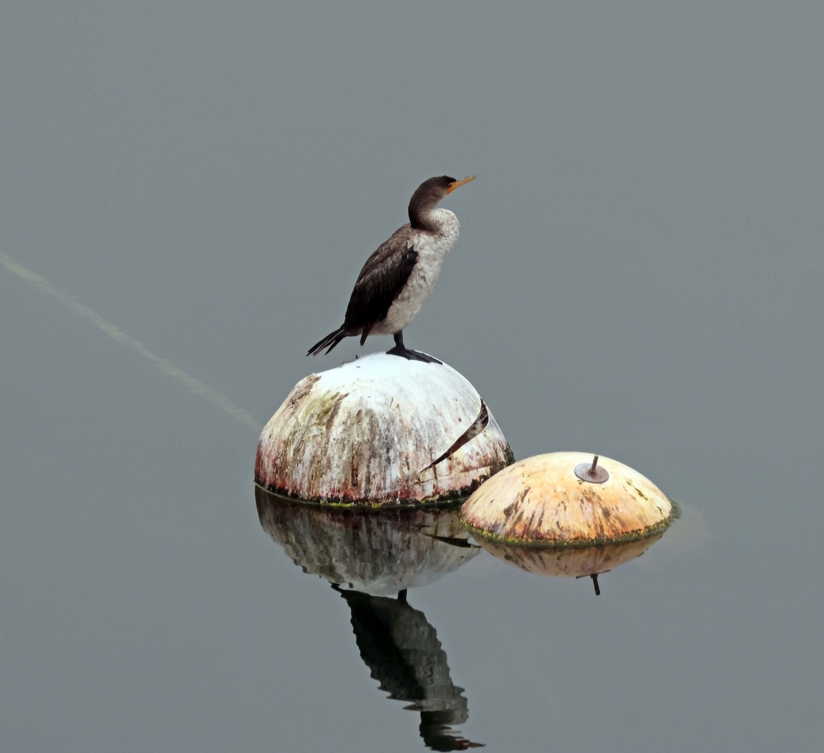 Cormoran à aigrettes - ML639068418
