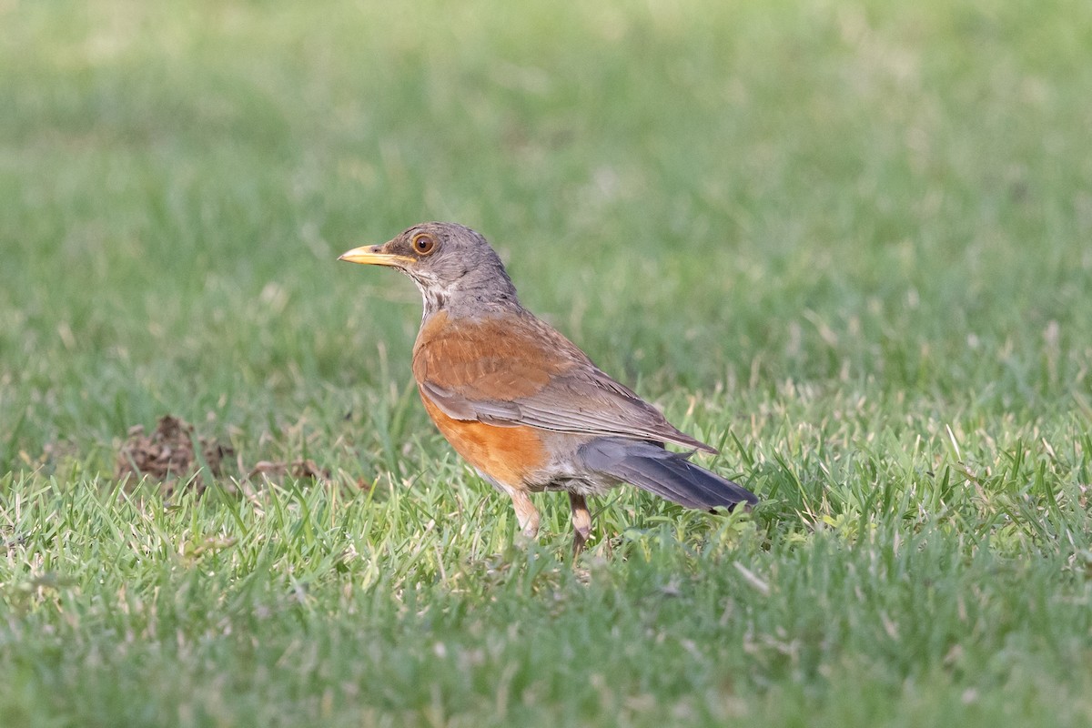 Rufous-backed Robin - ML639068423