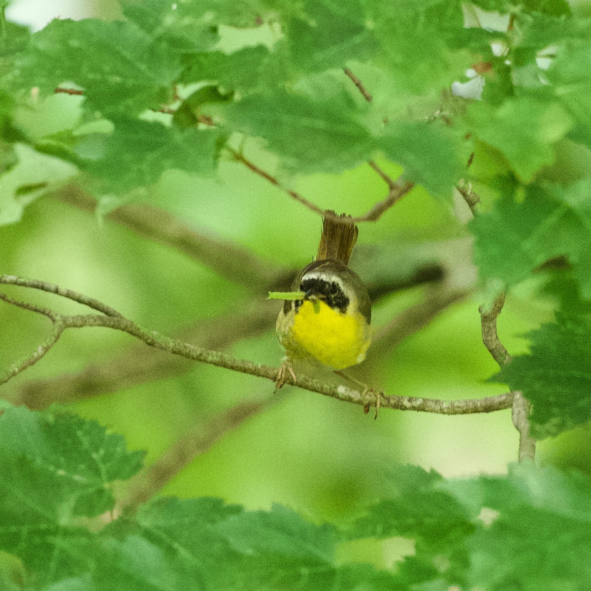 Common Yellowthroat - ML639068436