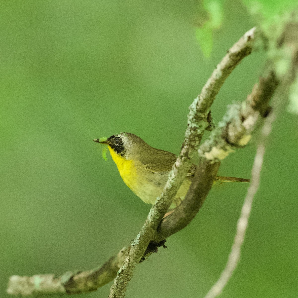 Common Yellowthroat - ML639068437