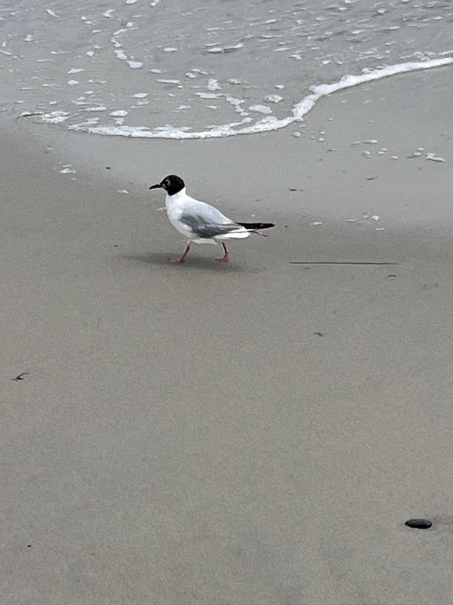 Bonaparte's Gull - ML639068440