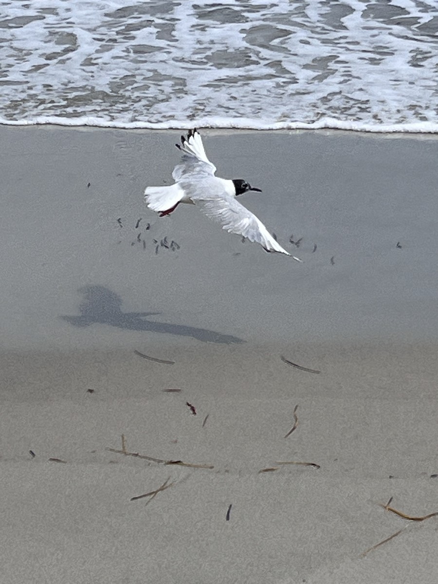 Bonaparte's Gull - ML639068441