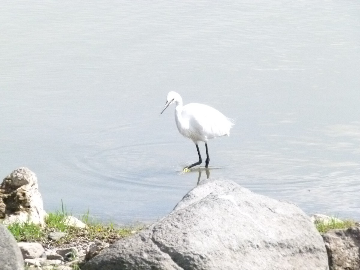 Little Egret - ML639068512