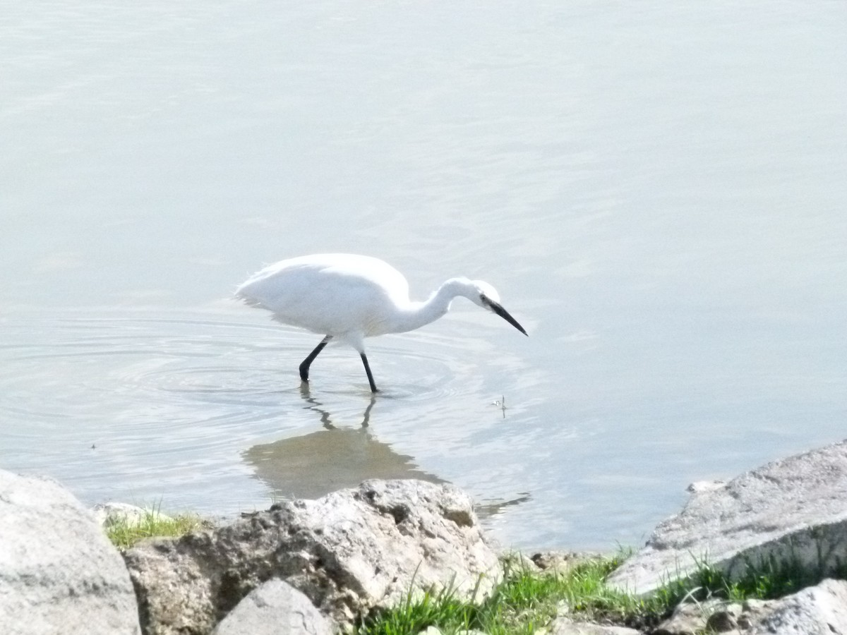 Little Egret - ML639068513