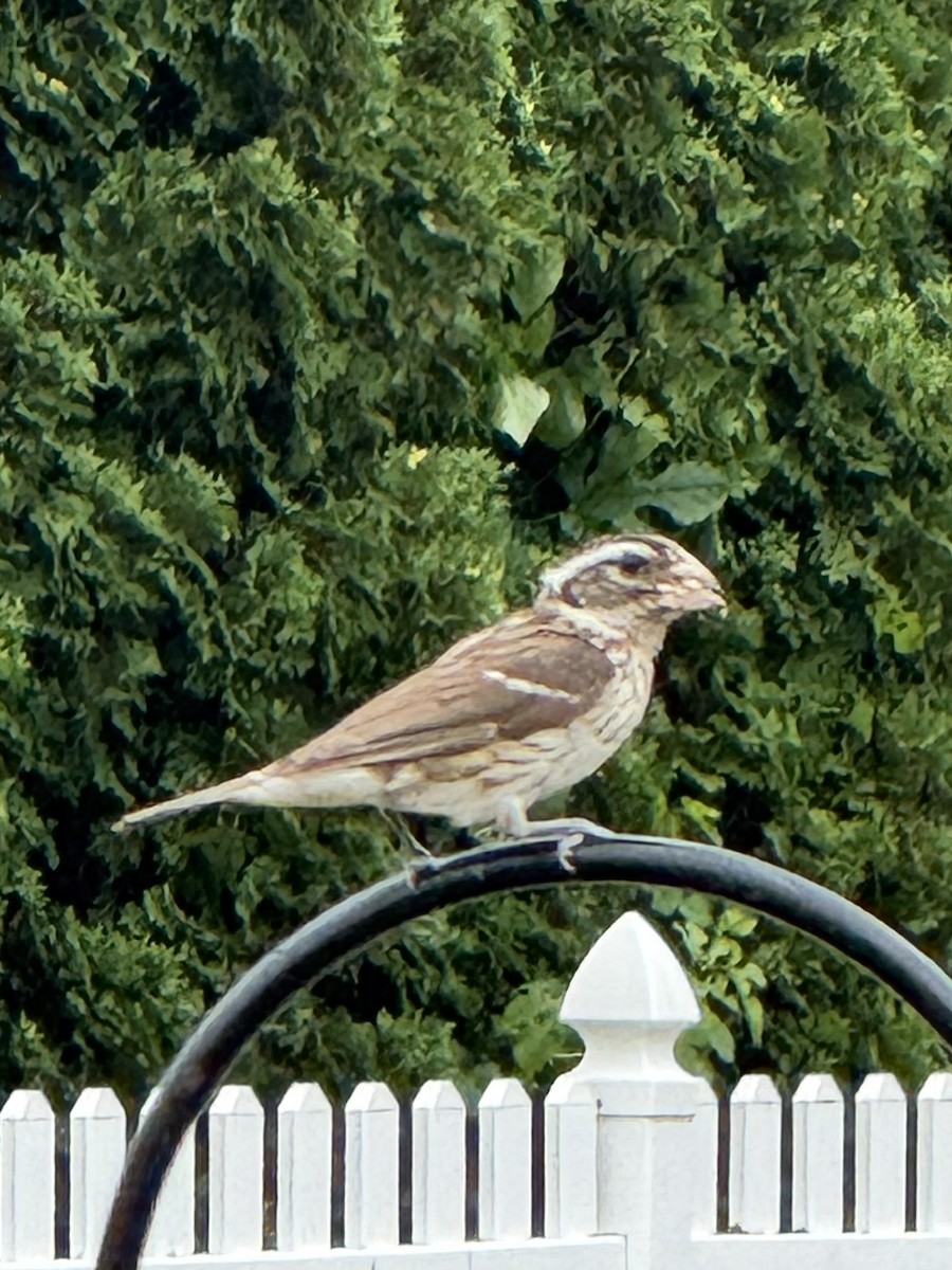 Rose-breasted Grosbeak - ML639068546