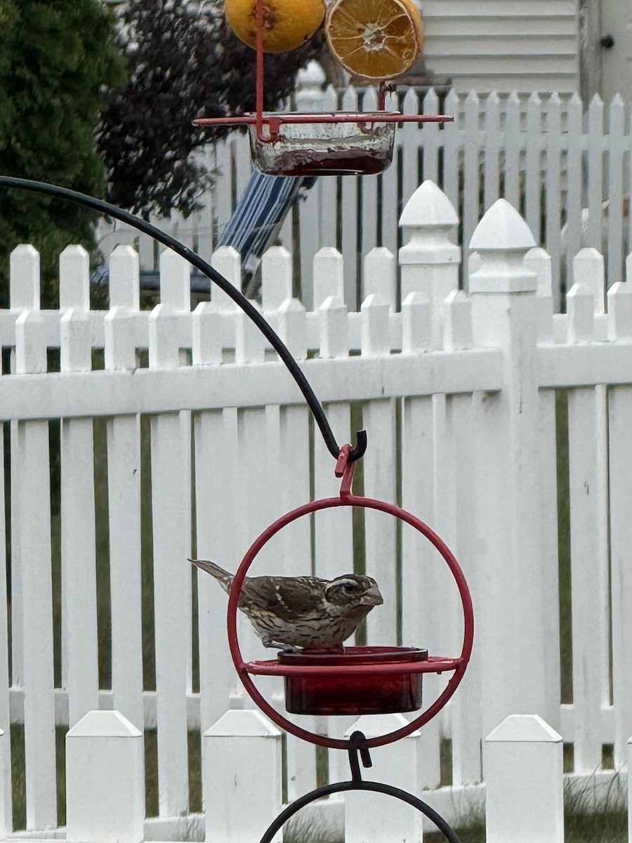 Rose-breasted Grosbeak - ML639068547