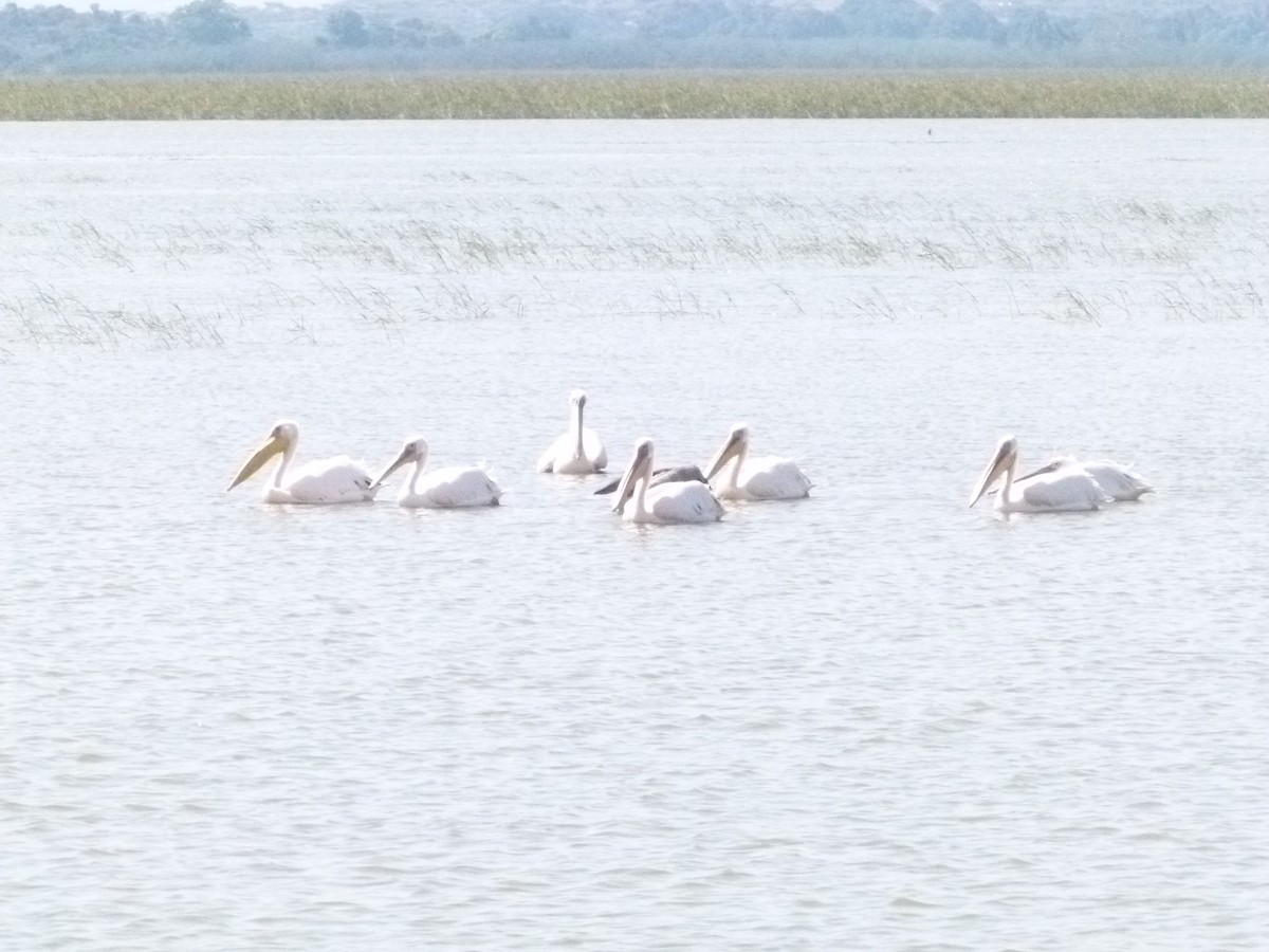 Great White Pelican - ML639068552