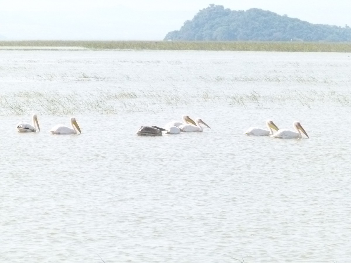 Great White Pelican - ML639068553