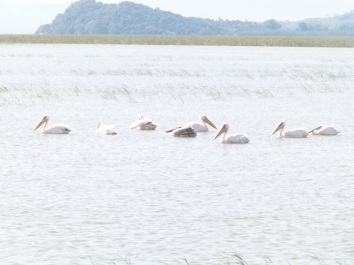 Great White Pelican - ML639068554