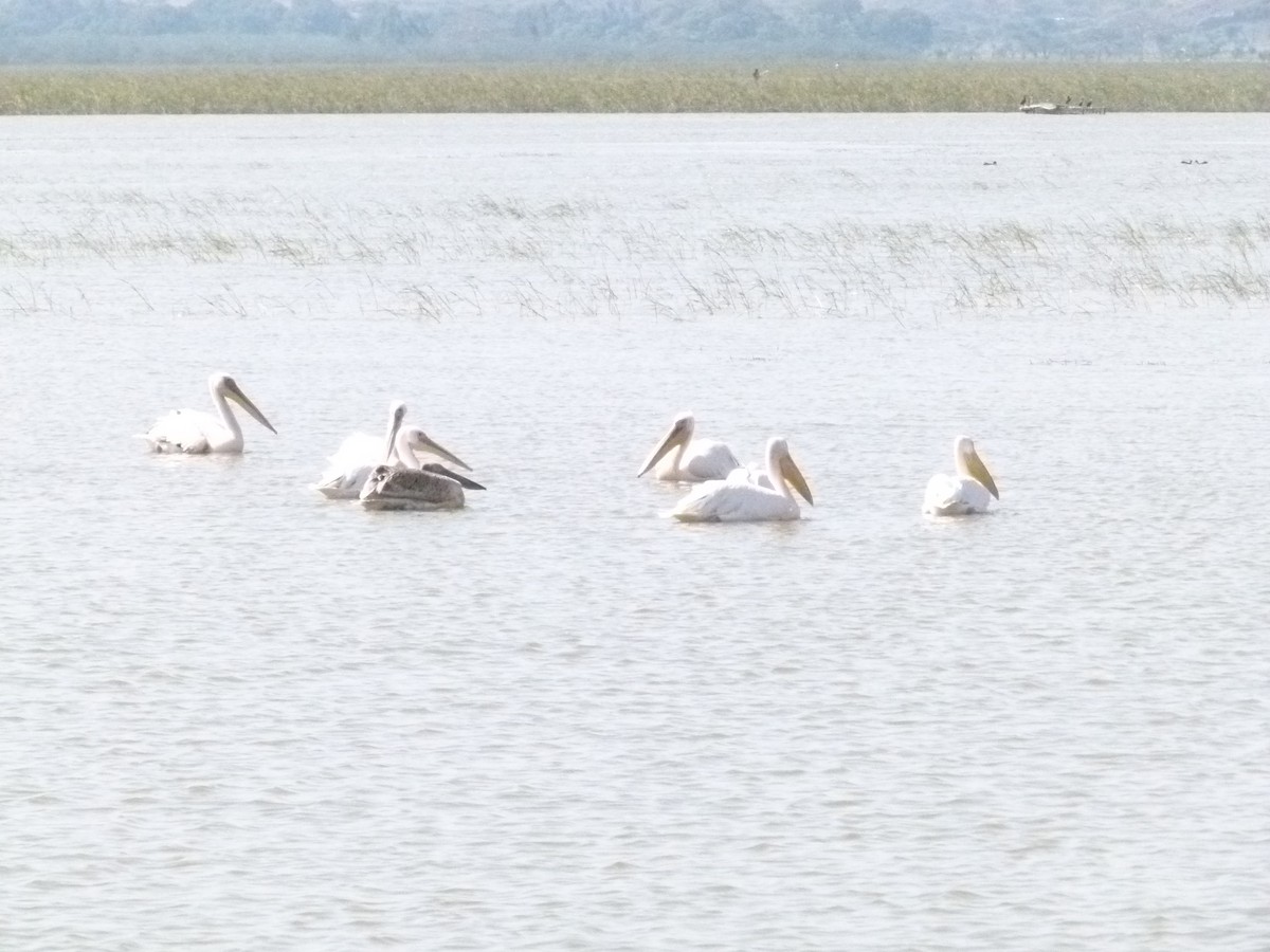 Great White Pelican - ML639068555