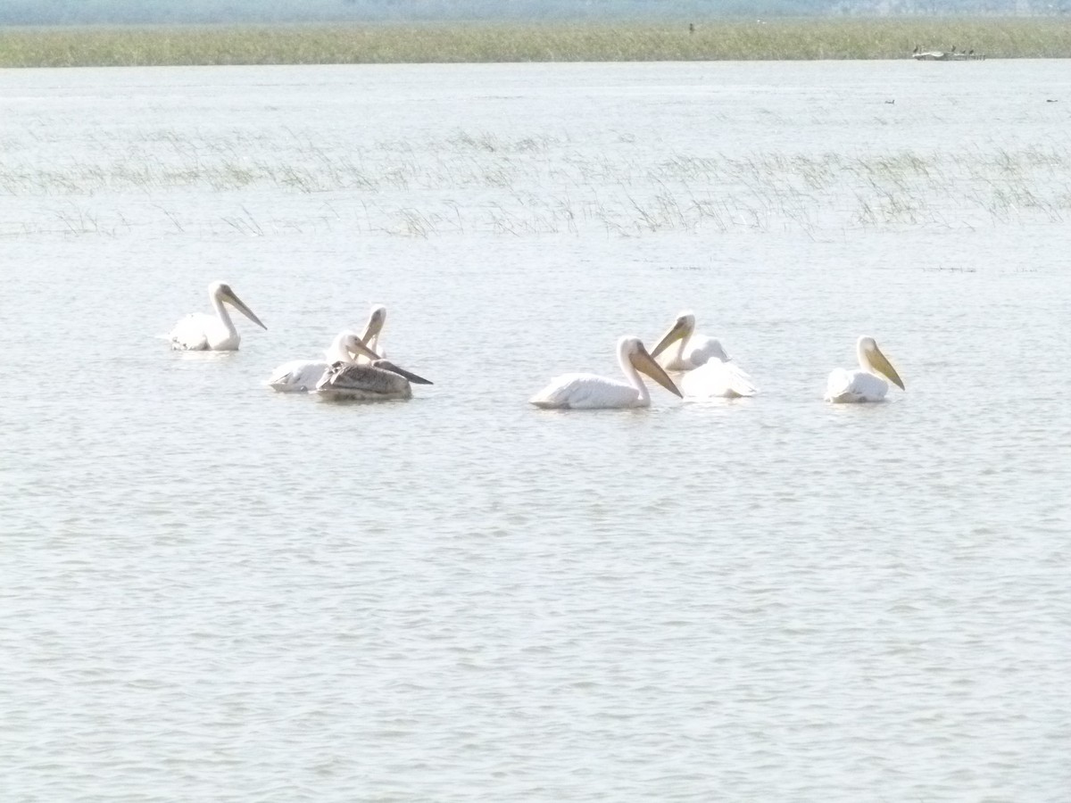 Great White Pelican - ML639068556
