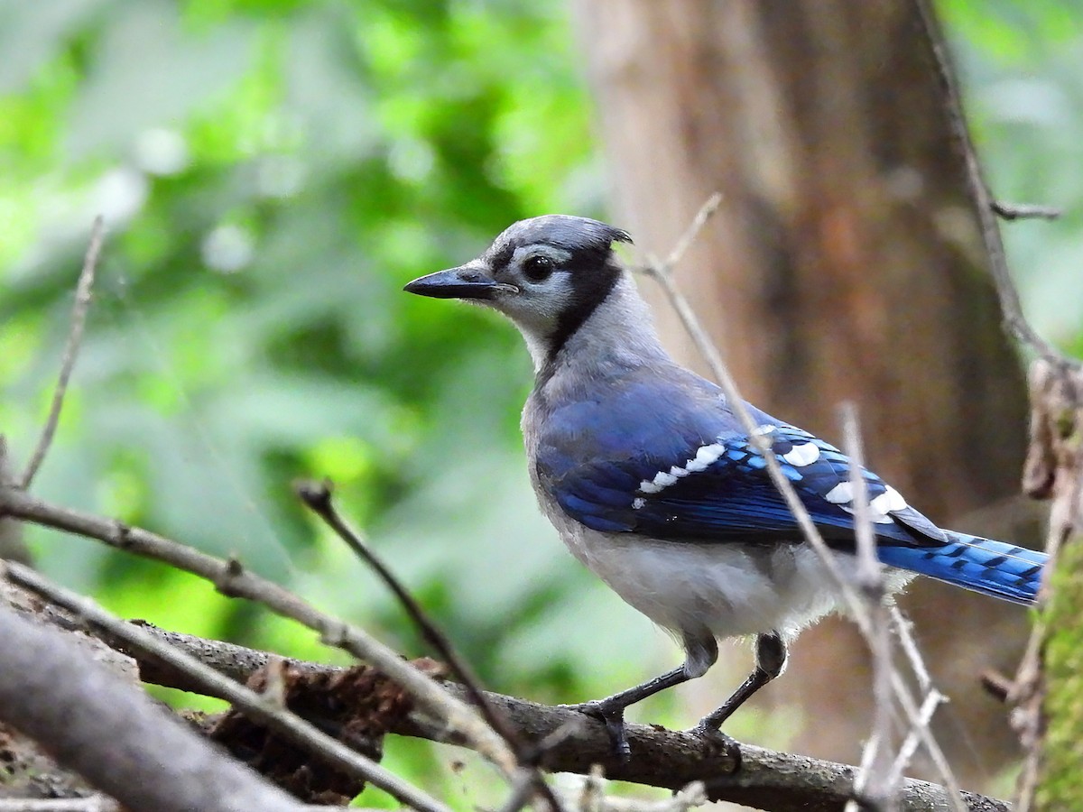 Blue Jay - ML639068559