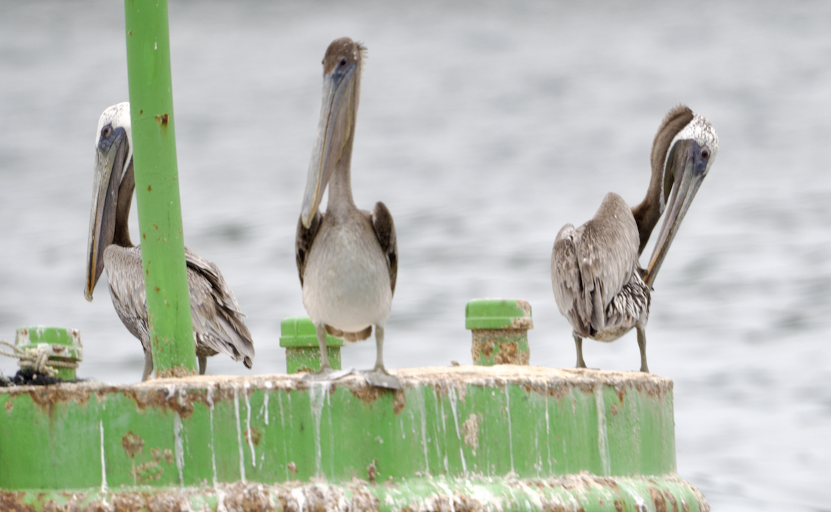 Brown Pelican - ML639068568