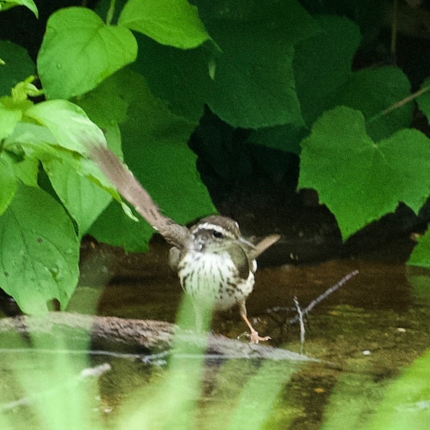 Louisiana Waterthrush - ML639068569