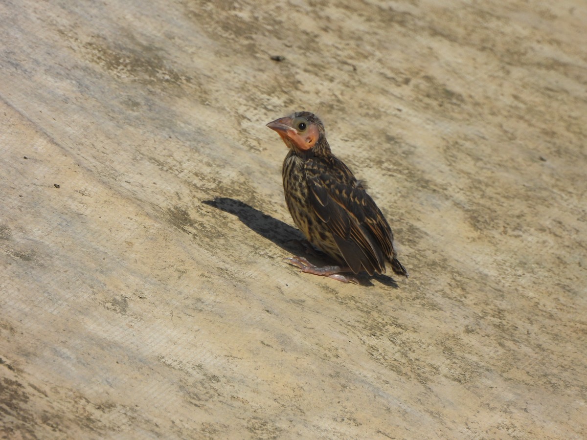 Red-winged Blackbird - ML639068601