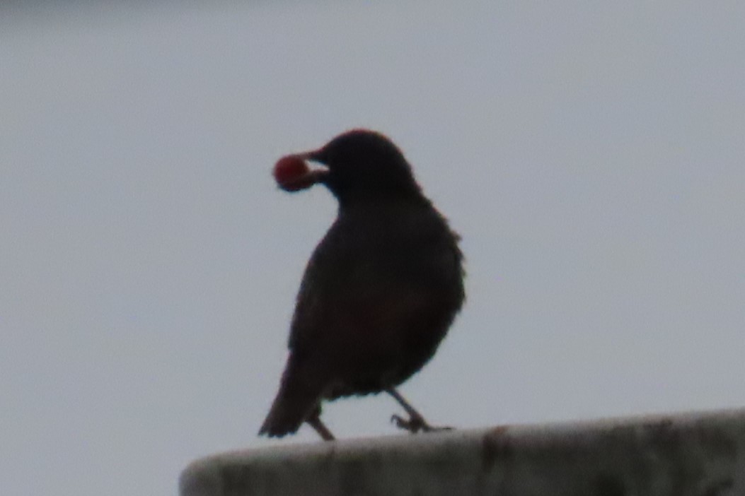 European Starling - ML639068617