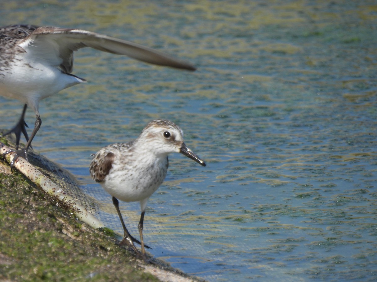 Semipalmated Sandpiper - ML639068624