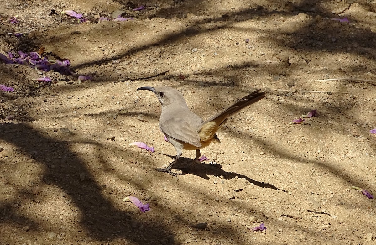 LeConte's Thrasher - ML639068632