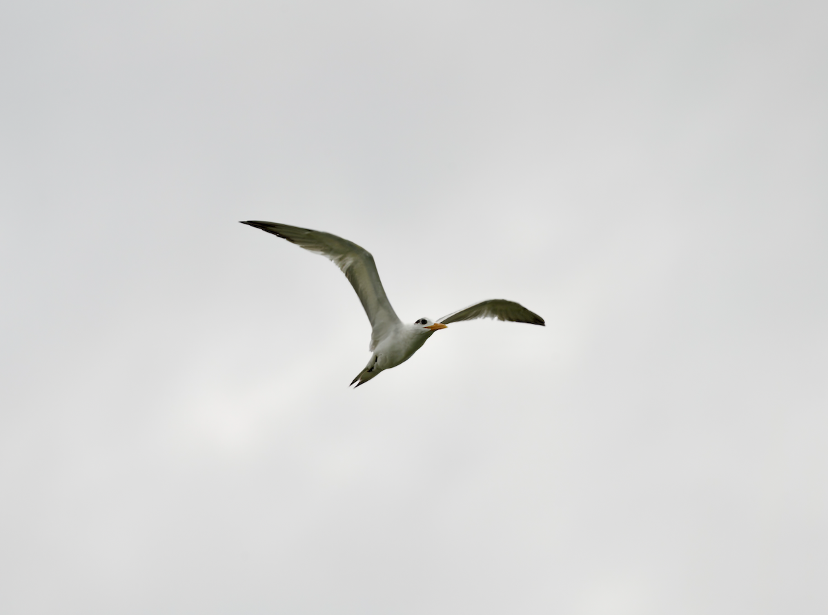 Royal Tern - ML639068653