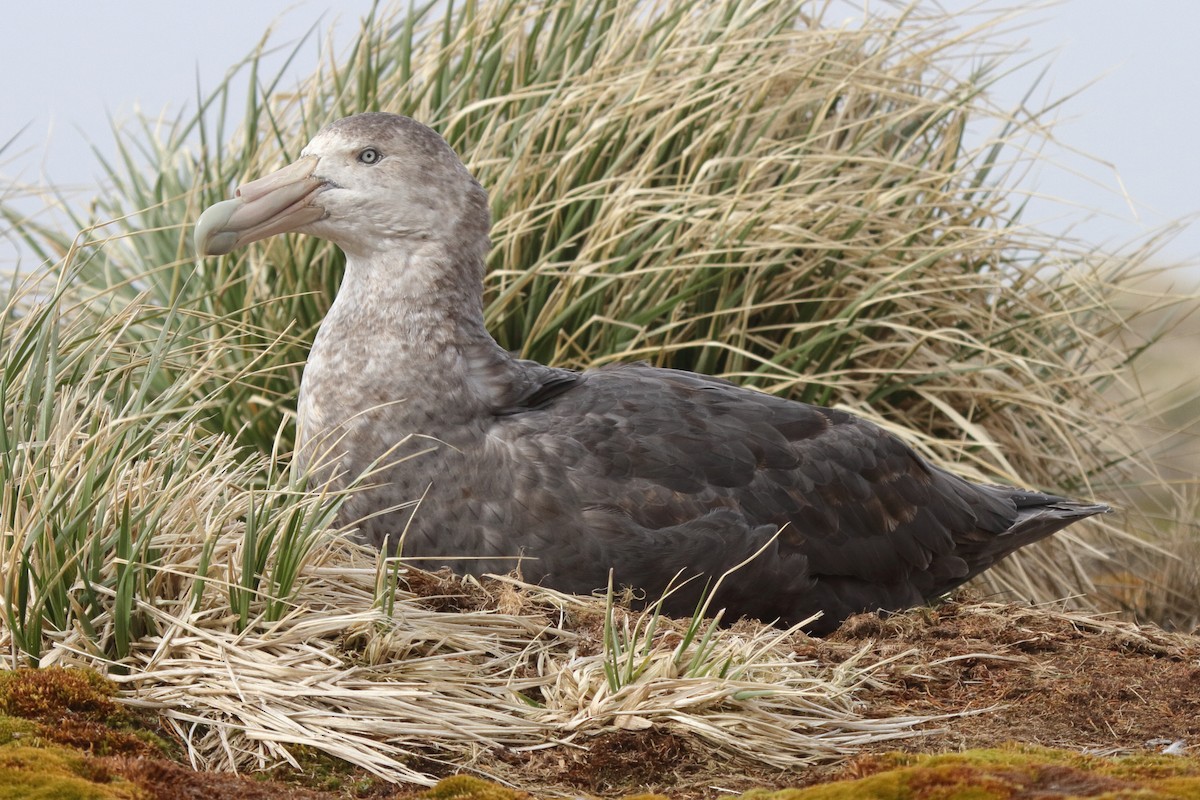 Southern Giant-Petrel - ML639068683