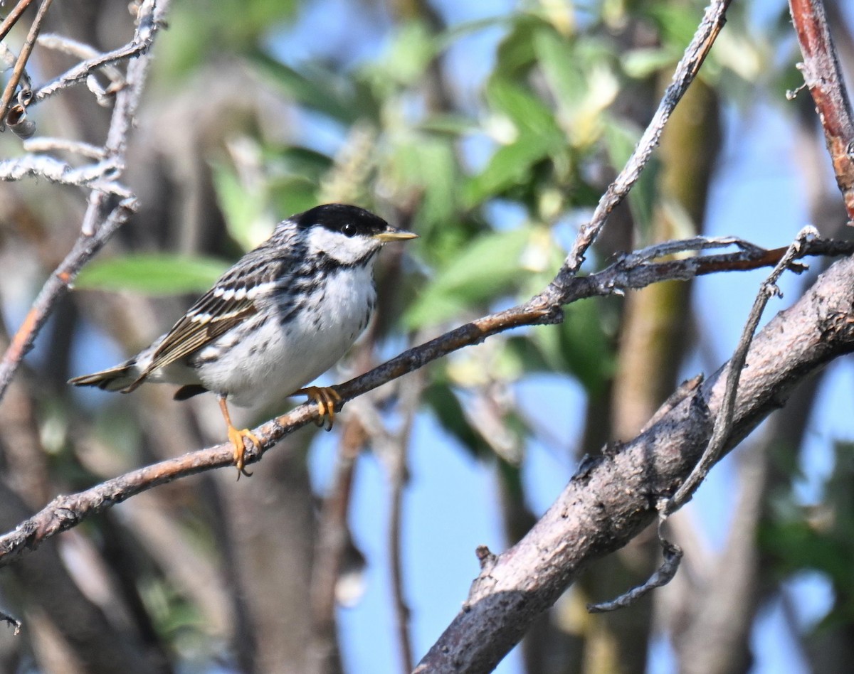 Blackpoll Warbler - ML639068694