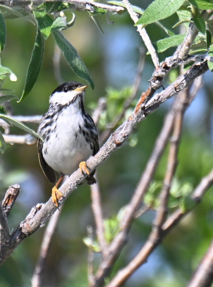 Blackpoll Warbler - ML639068695