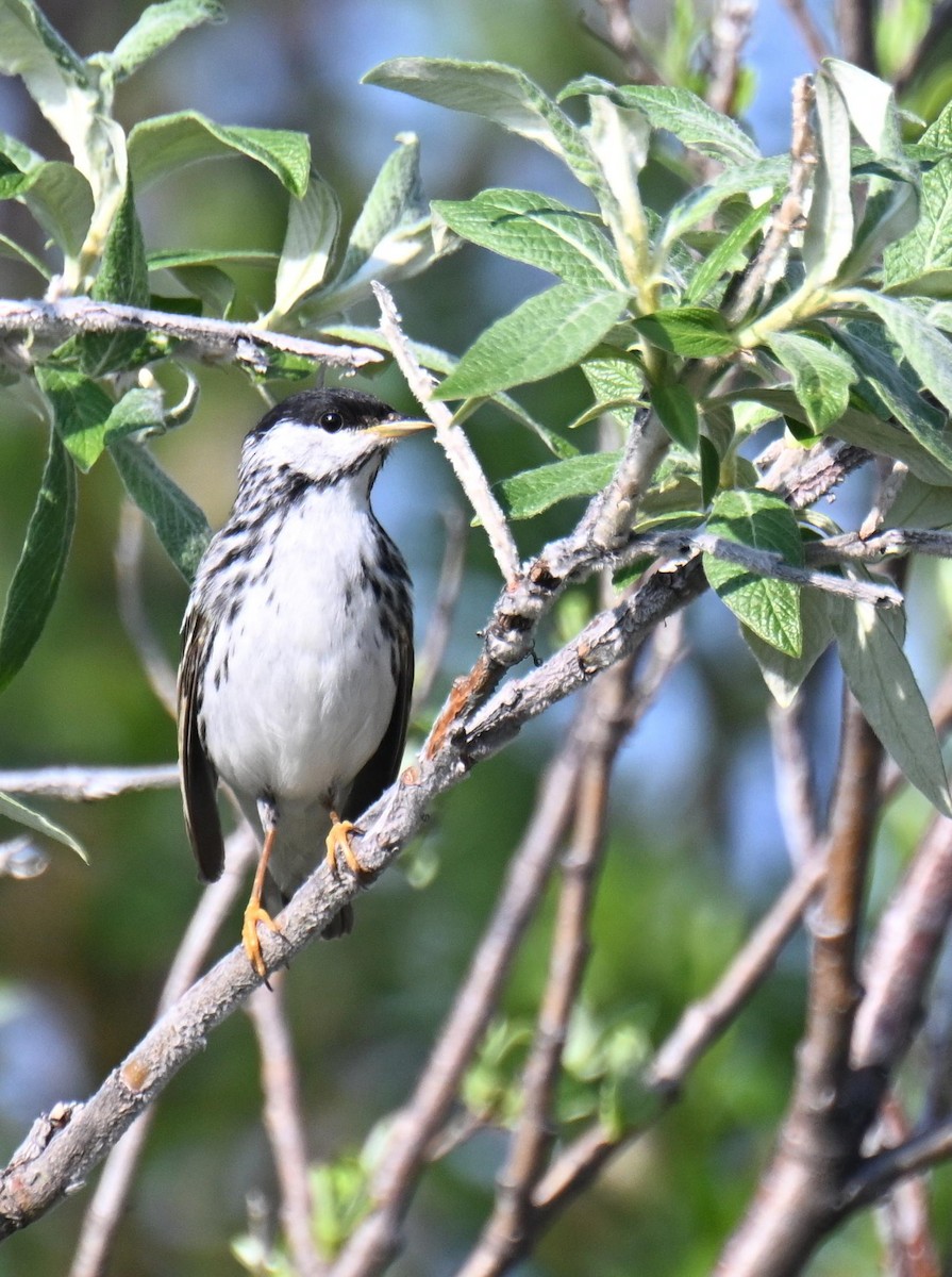 Blackpoll Warbler - ML639068696