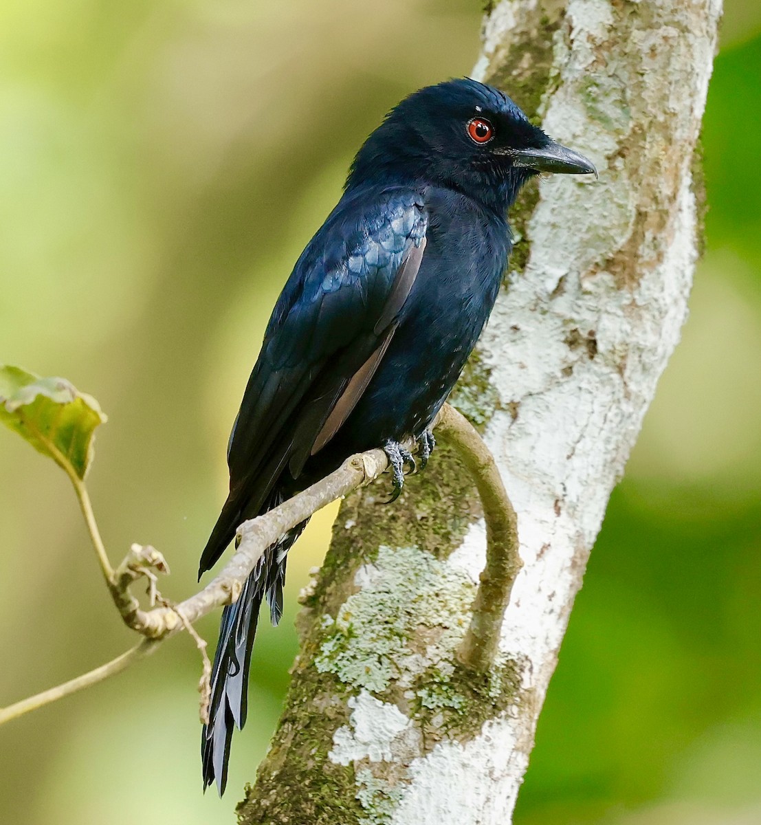 Velvet-mantled Drongo (Principe) - ML639068703
